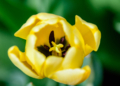 Zakwitly tulipay w ogrodzie botanicznym.1
