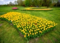 Zakwitly tulipay w ogrodzie botanicznym.10