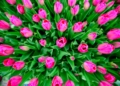 Zakwitly tulipay w ogrodzie botanicznym.13