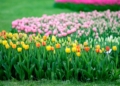 Zakwitly tulipay w ogrodzie botanicznym.15