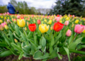 Zakwitly tulipay w ogrodzie botanicznym.17