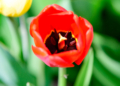 Zakwitly tulipay w ogrodzie botanicznym.2