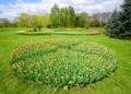 Zakwitly tulipay w ogrodzie botanicznym.20