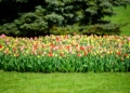 Zakwitly tulipay w ogrodzie botanicznym.23