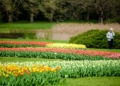 Zakwitly tulipay w ogrodzie botanicznym.24