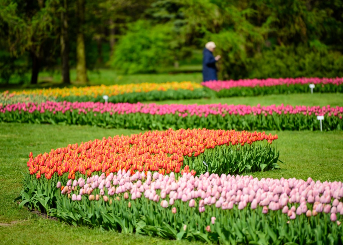 Wystawa tulipanów w łódzkim Ogrodzie Botanicznym