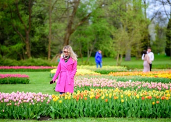 Zakwitly tulipay w ogrodzie botanicznym.27