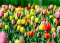 Zakwitly tulipay w ogrodzie botanicznym.4