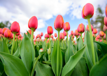 Wystawa tulipanów w łódzkim Ogrodzie Botanicznym