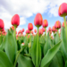 Wystawa tulipanów w łódzkim Ogrodzie Botanicznym