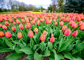 Zakwitly tulipay w ogrodzie botanicznym.7