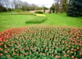 Zakwitly tulipay w ogrodzie botanicznym.8