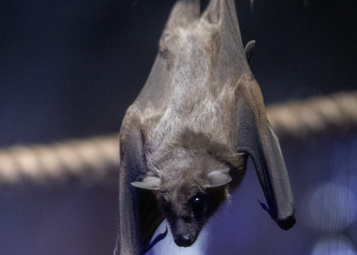 Nocny świat zwierząt w łódzkim zoo. Otwarcie nowego pawilonu na 1. urodziny Orientarium 1 Nocny świat zwierząt w łódzkim Orientarium