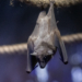 Nocny świat zwierząt w łódzkim zoo. Otwarcie nowego pawilonu na 1. urodziny Orientarium 7 Nocny świat zwierząt w łódzkim Orientarium