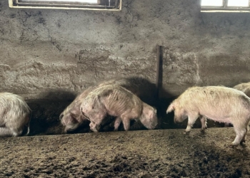 Złe warunki bytowe zwierząt w powiecie tomaszowskim. Sprawą zajmie się prokuratura