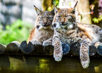 Szkolenie dla sędziów i prokuratorów w łódzkim ZOO 5 łódzkim ZOO