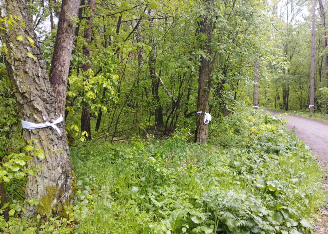 Ekolodzy ze Zduńskiej Woli alarmują ws. Lasu Paprockiego