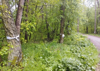 Ekolodzy ze Zduńskiej Woli alarmują ws. Lasu Paprockiego