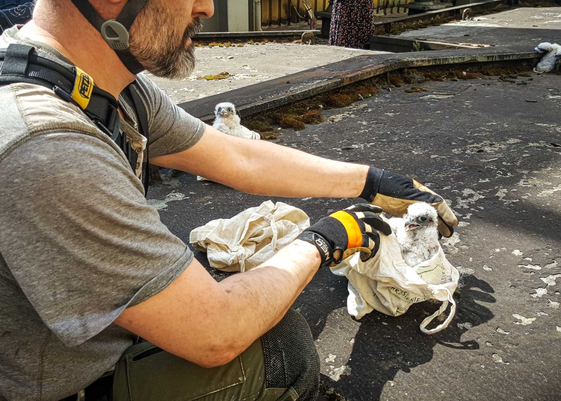 3 młode sokoły wędrowne, które wiosną przyszły na świat w Elektrowni Bełchatów, zostały już zaobrączkowane [ZDJĘCIA]