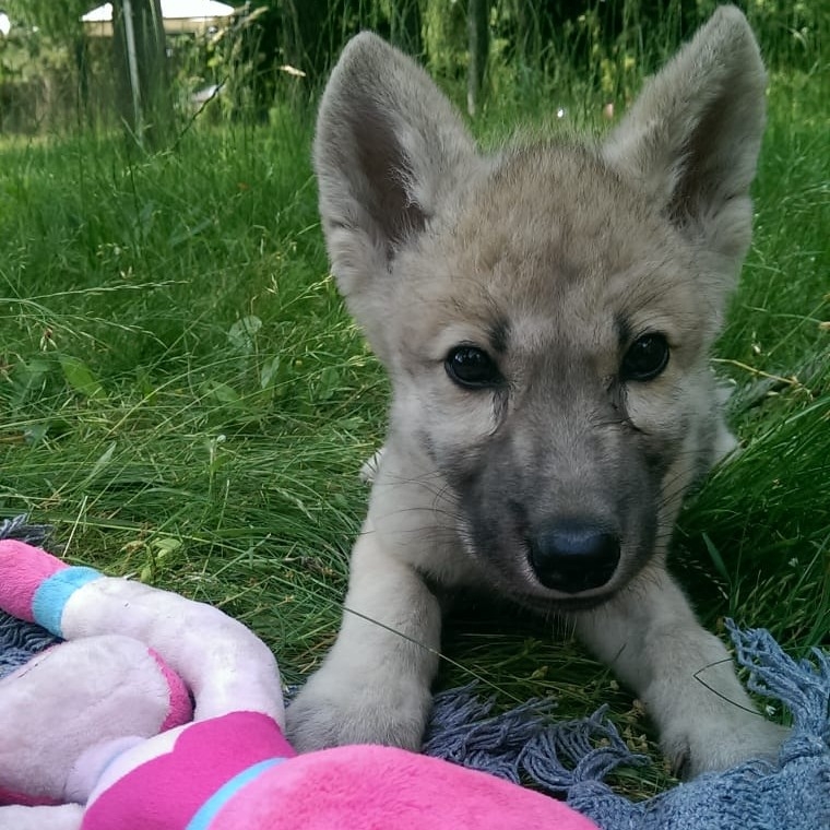 „Biały lew” - nowa fundacja przy ZOO Borysew 1 Biały lew