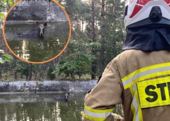 Strażacy uratowali łosia na Osiedlu Niewiadów. Zwierzę wpadło do zbiornika przeciwpożarowego 1 Strażacy uratowali łosia