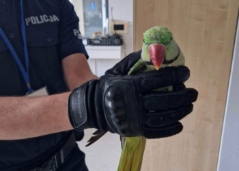 Niespodziewany gość w Siedlątkowie. Papuga zapukała do okna