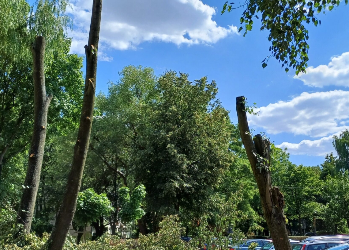 Zniszczono drzewa na osiedlu Wyzwolenia w Piotrkowie