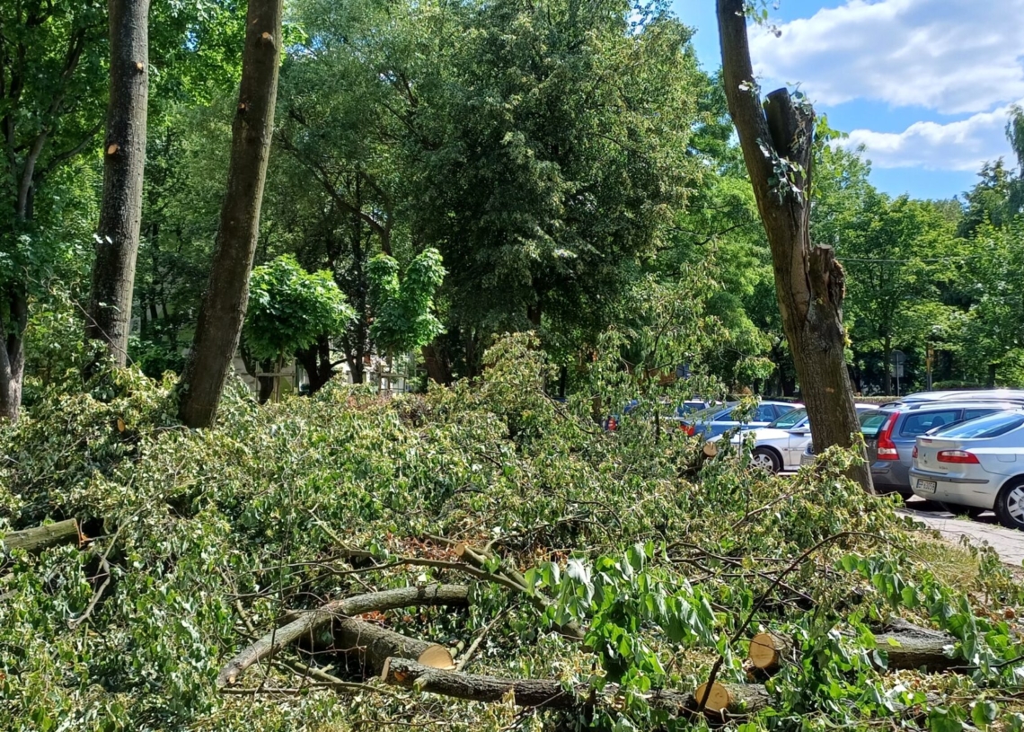 Zniszczono drzewa na osiedlu Wyzwolenia w Piotrkowie