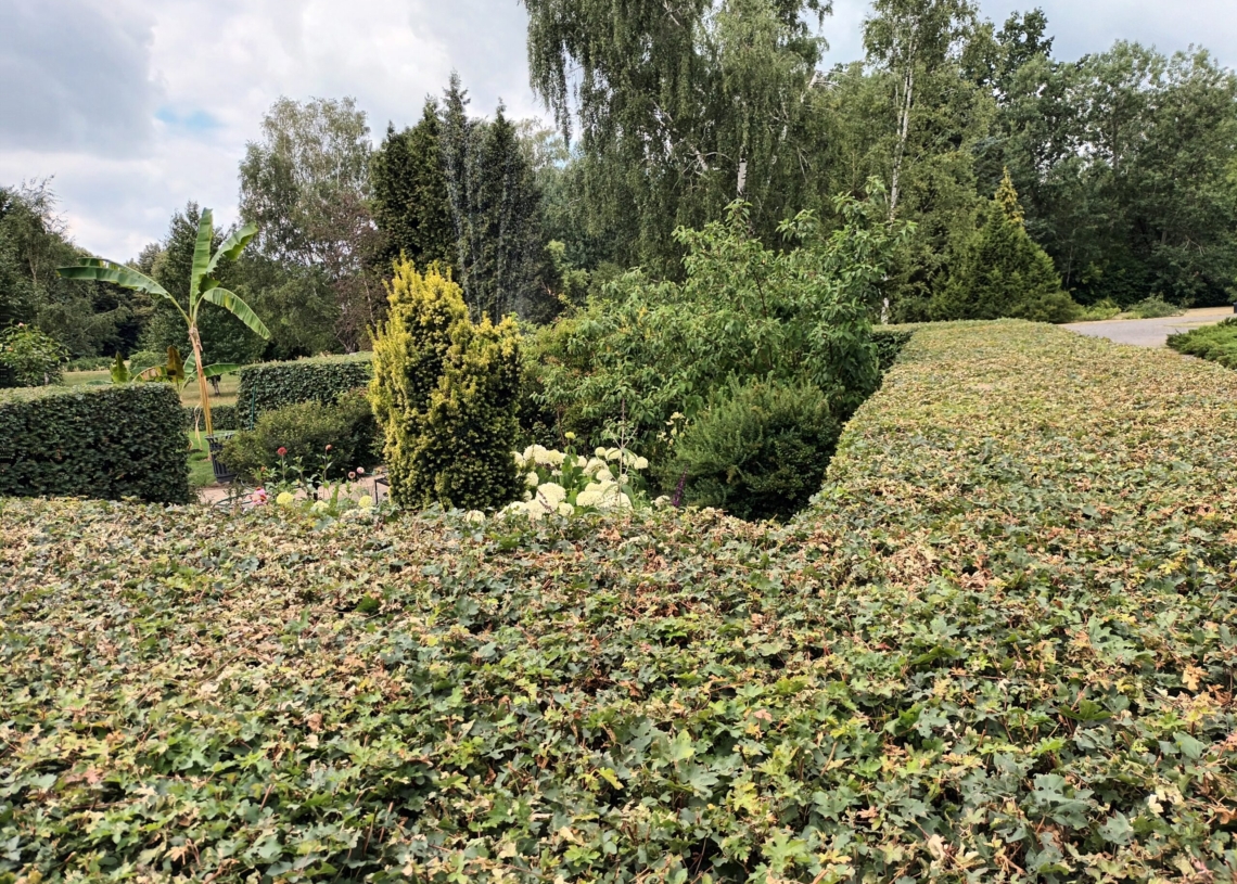 50 lat temu powstał Ogród Botaniczny w Łodzi [ZDJĘCIA]