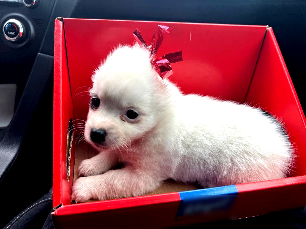 Groził byłej partnerce i znęcał się nad szczeniakiem
