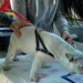 8 urodziny Animal Patrolu i bezpłatne chipowanie zwierzaków 6 Animal Patrolu