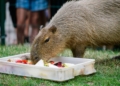 Dzien Kapibary w Lodzkim zoo.1