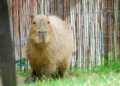 Dzien Kapibary w Lodzkim zoo.10