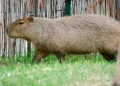 Dzien Kapibary w Lodzkim zoo.11