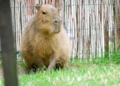 Dzien Kapibary w Lodzkim zoo.12