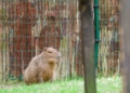 Dzien Kapibary w Lodzkim zoo.2