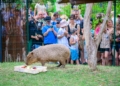 Dzien Kapibary w Lodzkim zoo.5