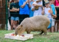 Dzień kapibary w łódzkim zoo
