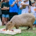 Dzień kapibary w łódzkim zoo