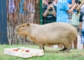 Dzien Kapibary w Lodzkim zoo.8