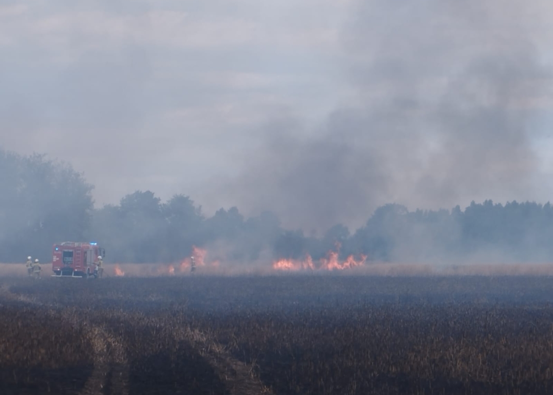 Pożar trawy i zboża w miejscowości Księże Młyny [ZDJĘCIA]
