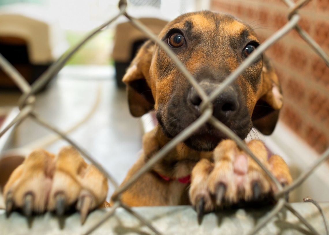 Psy i koty z tomaszowskiego schroniska czekają na adopcję 1 Psy i koty z tomaszowskiego schroniska czekają na adopcję