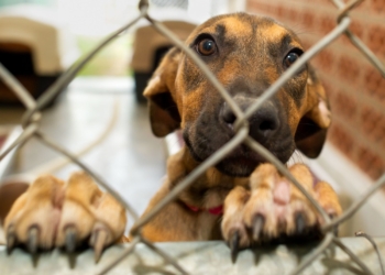 Psy i koty z tomaszowskiego schroniska czekają na adopcję
