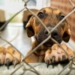 Psy i koty z tomaszowskiego schroniska czekają na adopcję