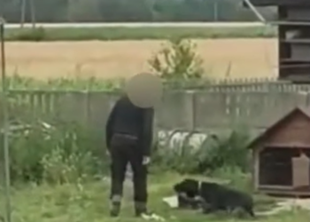 pobił swojego psa