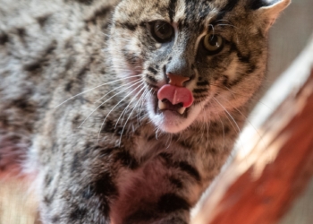 Taraj w łódzkim Orientarium. Fot. Zoo Łódź