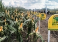 Narodowy Dzień Kukurydzy w Zduńskiej Dąbrowie