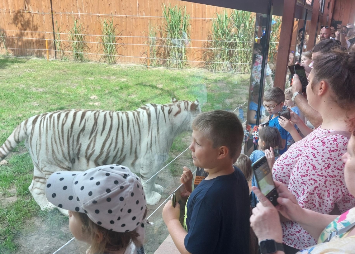 Tygrysy bengalskie w Zoo Borysew. Fot.:Marzena Grzelak