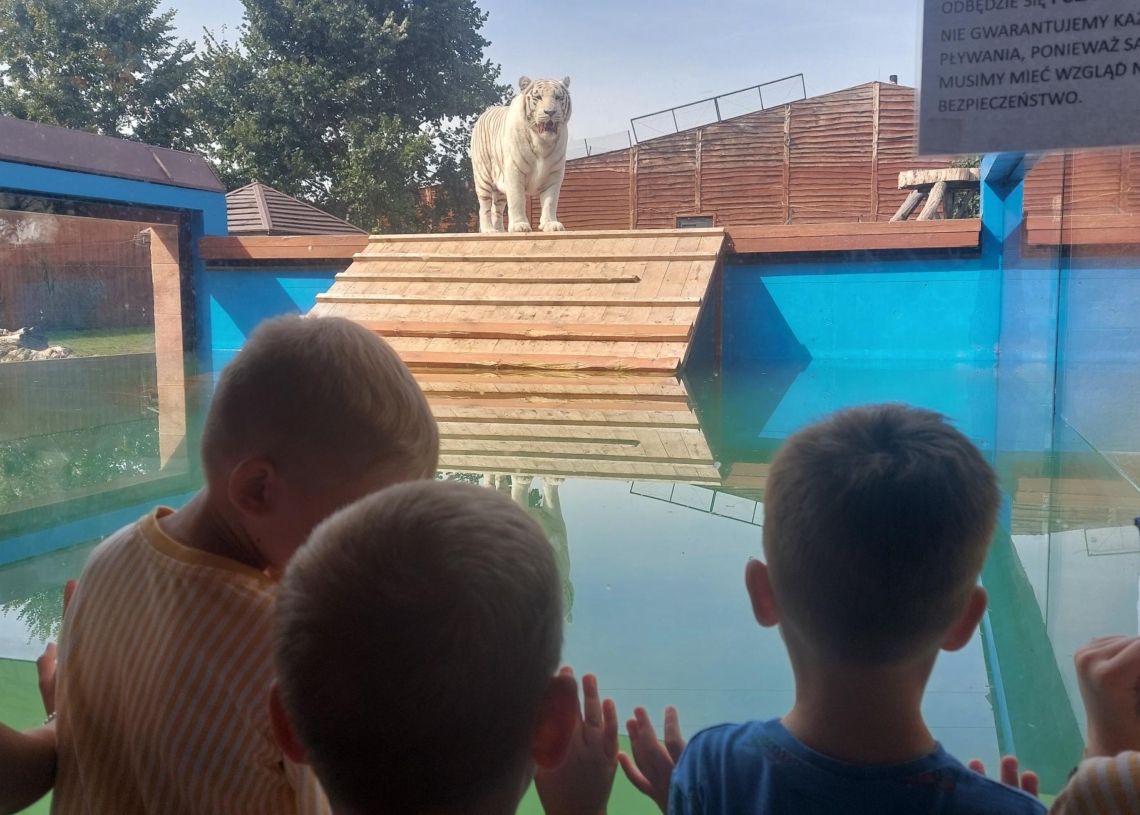 Tygrysy bengalskie w Zoo Borysew. Fot.:Marzena Grzelak