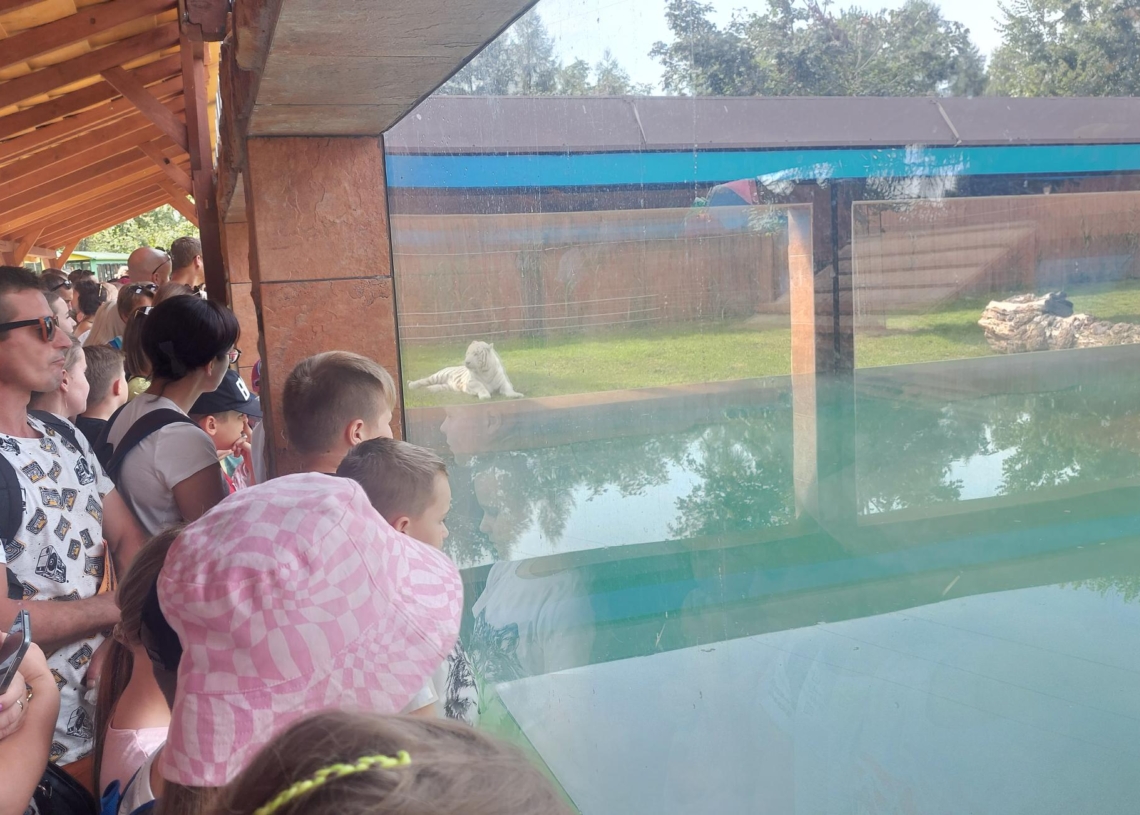 Tygrysy bengalskie w Zoo Borysew. Fot.:Marzena Grzelak